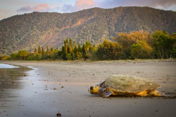 Nach der Eiablage am streng geschützen Strand kehrt eine unechte Karettschildkröte (Careta careta) zurück ins schützende Meerwasser.
(Dank an Bwära für das Photo)
