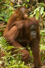 Jetzt wird es spannend: Eine Orang-Utan-Mutter und ihr Junges erscheinen plötzlich. Nichts trennt uns von ihnen. Nur ruhig bleiben.
