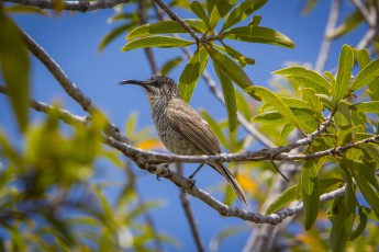 Der auf Neukaledonien endemische Sperberhonigfresser (Glycifohia undulatus) ernährt sich von den Pollen der Blüten, die er Dank seines gekrümmten Schnabels und seiner bleistiftähnlichen Zunge aufsaugen kann.