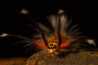 In the absence of a book of destination, we baptize this wondrous creature we meet in Mulu's rainforest, 'Batman Caterpillar'. Later we learn that this caterpillar belongs to the subfamily Lasciocampidae.