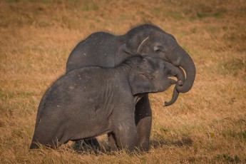 Some elephants wander more than 100 kilometers to get here.