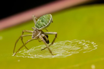 Naturfaszination pur - man muss in Borneo nicht mit Feldstecher in den Baumwipfeln herumspähen, um exotische Tiere auszumachen, der nächste Baum tut's auch - und die Kinder können selbst auf Entdeckungsreise gehen. So entdecken wir z.B. diese winzige Radnetzspinne, die die Beugung eines Blattes nutzt, um darin ihr Netz zu spinnen.