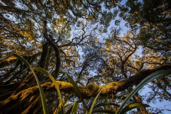 Blyde River Canyon: Amidst the rainforest close to 'God's Window'.