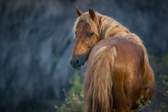 Ein Wildpferd auf dem Gelände von Marie-Claudes Ranch. Wenn sie auf den Farmen nicht gebraucht werden, überlässt man die Pferde über Monate sich selbst. Bis sie vielleicht eines Tages wieder eingefangen werden.
