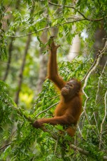 An orangutan kid feeds on leaves high up in the tree.