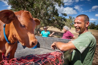 Die Mutter dieses Kalbs ist gestorben. Bäuerin Marianne (mit Hut im Hintergrund) übergibt es der Obhut eines Viehzüchters, der das Kalb von Pflegeeltern auf seiner Farm aufziehen möchte.