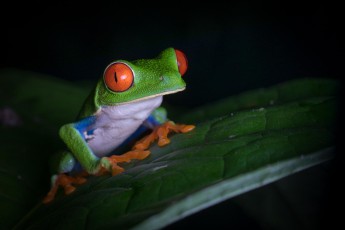 Costa Rica: A red-eyed treefrog.