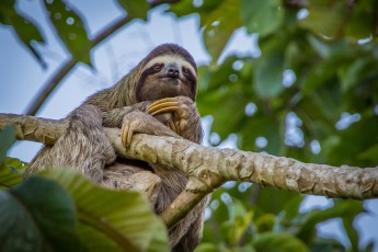 Costa Rica: A 'moving biotope'. Because not only algae grow in the fur of the Three-toed sloth, but also moths, cockroaches, beetles and up to 40 other animal species live in it.
