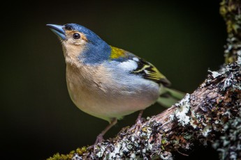 Chaffinches pick up leftover bread crumbs at many lay-bys.