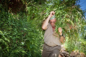 A Madeiran man carries home cut grass, a treat for cows, goats and sheep.