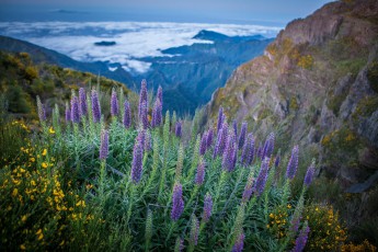 The floral emblem of the island, the blue giant adder head, also called 'pride of Madeira'.