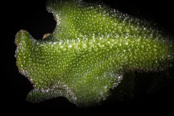 Porto Santo: Close-up of the survivalist called ice plant. How this succulent manages to conjure up water from its desert-like surroundings is beyond me.