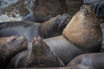 The sea lions at Valparaiso's fish market, which appear here in groups of up to 20, also like to feed on fish scraps.