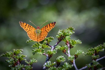 Conguillo Nationalpark: The butterfly Yramea Lathonioides from the Nymphalidae family which can easily be confused with the Silver-washed fritillary, which is also native to Germany.
