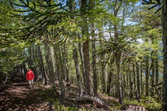Araucaria trees reach a great age, with some trees living to be 2,000 years old. Their bark, which is up to 14 centimetres thick, accounts for up to 25 % of the trunk volume and protects against fire and hot ash during volcanic eruptions.