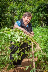 Selma Kanunir harvests potatoes that end up on our plates just an hour later.
