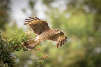 A Chimango caracara from the vulture falcon family.