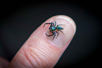 Probably a jumping spider of the genus Cosmophasis.