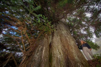 This giant tree (Cunninghamia konishii) is also known as the 'Sacred Tree of Bilu'. This specimen of an endangered tree species from the cypress family is around 50 metres tall, has a diameter of 3.5 metres and has been standing here for over 3,000 years.