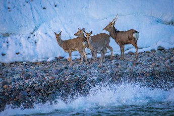 Das Sika-Hirsche sind auch an den Küstenlinieb des Ochotskisches Meeres anzutreffen, wo sie angespülten Seetang fressen.