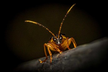Vermutlich ein nachtaktiver Käfer der Familie Cerambycidae, deren Antennen oft länger sind als der Körper.