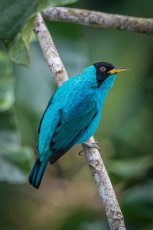 Ein Kappennaschvogel (Chlorophanes spiza) im Dschungel nahe der Sacha Lodge.