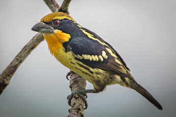 Ein Orange-Tupfenbartvogel (Capito auratus) im Dschungel nahe der Sacha Lodge.