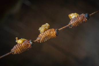 Eine Delikatesse des Amazonas: Geröstete Palmkäferlarven! Diese auch Sagowürmer (Rhynchophorus ferrugineus) genannten Larven leben in verrottendem Holz oder in Palmen, sind reich an Protein und schmecken nussig.