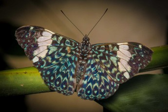 Ein Schmetterling der Gattung Hamadryas (Nymphalidae).
