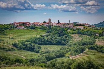 In sanften Wellen ziehen sich die präzise angelegten Rebzeilen durch die Hügellandschaft der Brda - und zeugen von jahrhundertealter Winzertraditionen in dieser grenznahen Region zu Italien.