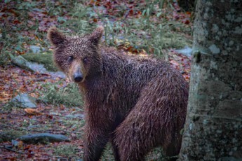 Mit wachsamen Augen blickt ein junger Braunbär nur knapp an unserem Versteck vorbei. Slowenien beheimatet eine der stabilsten Bärenpopulationen Europas mit etwa 1.000 Tieren, die in den dichten Wäldern der Julischen Alpen und des Dinarischen Gebirges leben.