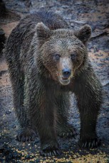 Ein Braunbärweibchen zeigt seine gewaltigen Zähne. Bis zu 300 Kilogramm bringt der Allesfresser auf die Waage. Wildhöter locken ihn mit knapp bemessenem Mais an die Beobachtungsplätze.
