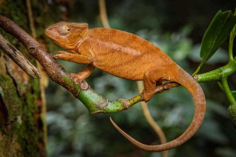 This is probably a female panther chameleon resting on a moss-covered branch in Montagne d'Ambre National Park. Its spiralled tail serves as a fifth hand for gripping the branches of the rainforest.