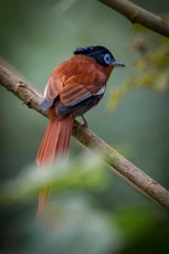 With its brilliant russet-brown plumage and elegant black head, a male Madagascar paradise flycatcher (Terpsiphone mutata) perches on a branch in Montagne d'Ambre National Park - this endemic species is known for its spectacular courtship flights and the males' long tail feathers.