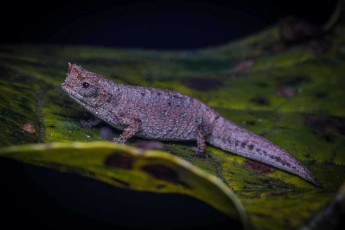 Like a tiny dragon, probably an Antakarana leaf chameleon (Brookesia antakarana) sits motionless on a leaf - this species, first described in 2005, is found exclusively in northern Madagascar's Amber Mountains and ranks among the world's smallest chameleons.