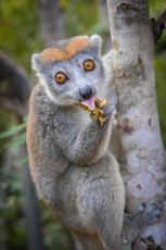 With pink tongue extended, a crowned lemur visibly enjoys a piece of banana - the characteristic orange "crown" and large amber eyes make this endangered species one of the most distinctive lemurs of Madagascar's dry forests, where it feeds mainly on fruits, leaves and nectar.