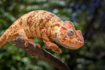 A female Parsons' chameleon (Calumma parsonii) displays warm golden tones at Diego Suarez. With its impressive head crest and characteristic bulging eyes, this species is one of the largest chameleons in the world and can change its body colour from green to orange to these spectacular copper tones depending on its mood and temperature.