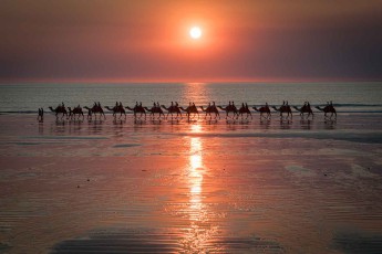 Wie Scherenschnitte ziehen die Kamele durch das glutrote Abendlicht am Cable Beach. Ihre Silhouetten spiegeln sich im nassen Sand, während der Indische Ozean die Sonne langsam verschluckt.