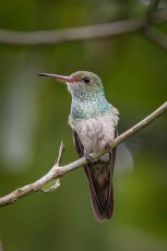 Unweit des Nestes wacht diese Braunschwanzamazilie über ihren Nachwuchs.