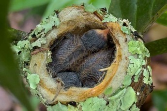 Zwei winzige Küken einer Braunschwanzamazilie in einem Nest aus Pflanzenfasern und Flechten – kaum größer als eine Kinderfaust.