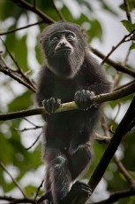 Ein junger Brüllaffe klammert sich an einen Ast nahe des Baboon Sanctuary.