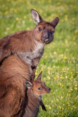 Im Beutel einer Kängurumutter reckt sich ein 'Joey' dem Tageslicht entgegen. Neugierige Augen mustern bereits die blütenübersäte Wiese von Kangaroo Island.
