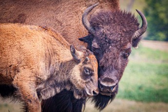 A bison mother and calf stand close together in Metis Crossing, Alberta – their massive, thick-coated bodies and imposing horns testify to the strength and resilience of these iconic animals, which were once central to the life and culture of the Métis people.