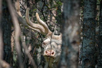 A white male moose. These gentle giants can reach up to 2 metres at the shoulder and weigh 600 kilos. According to my guide Lilyrose, he is the largest of a total of 24 white moose that have found a refuge at Métis Crossing.