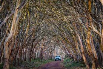 Kangaroo Island: Eucalyptus cneorifolia wölbt sich zu einem natürlichen Tunnel.