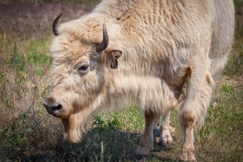 A majestic white buffalo (Bison leucistic) in the vast meadows of Metis Crossing, Alberta. As a rare genetic variant of the American bison, the white buffalo is also considered a symbol of hope, renewal and spirituality by the Metis people.
