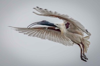 Ein Weißer Ibis im Flug.