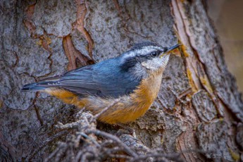 A Red-breasted Nuthatch (Sitta canadensis) perches on a gnarled branch in Jasper, Alberta.