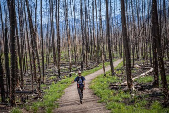 Nic Gosselin, my knowledgeable guide, hikes through the expansive landscape of the burnt forest near Jasper, Alberta - fresh greenery on the ground symbolizes hope for new life and the resilience of nature amidst the destruction.