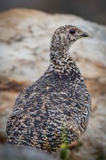 A white-tailed ptarmigan amongst the granite boulders of the Cariboo Mountains, its blackish-brown and cream-coloured plumage almost indistinguishable from the mottled lichen on the rock behind it.